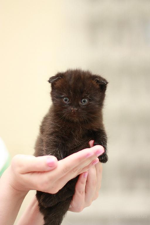 Имена для вислоухих кошек девочек. Черный вислоухий котенок. Маленький черный вислоухий котенок. Котёнок шотландский вислоухий девочка. Шотландский котенок девочка.