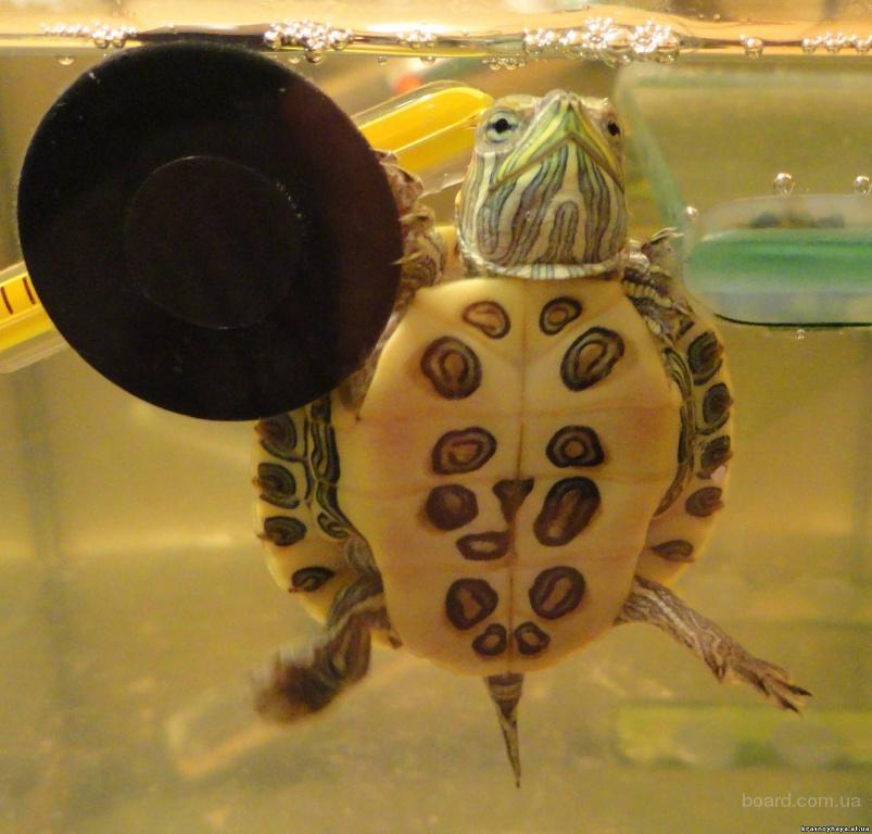 Купить черепаху водную. Черепахи в зоомагазине. Декоративная черепашка аквариумная. Морские Черепашки аквариумные. Красноухая черепаха зоомагазин.