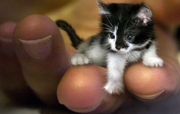 Smallest Animals in The World