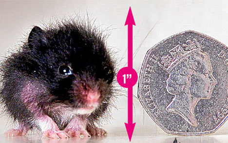 Smallest Animals in The World