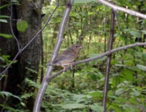 Где соловей вьёт свои гнёзда. Что мы знаем о соловье?