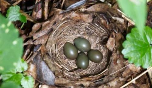 Где вьют гнезда соловьи. Видео: Как поёт птица Соловей