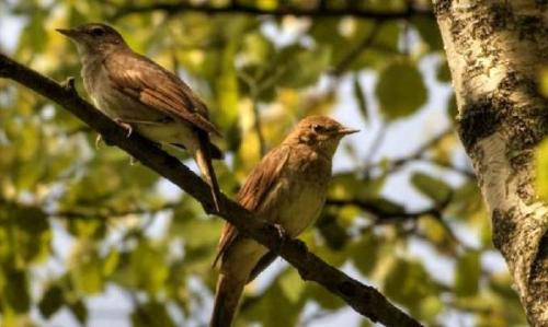 Где вьют гнезда соловьи. Видео: Как поёт птица Соловей
