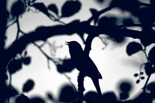 Когда улетают на юг соловьи. Безмолвный гастролер