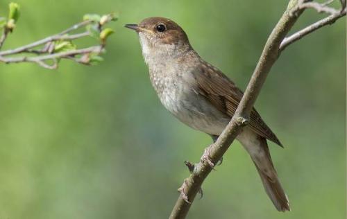 Где зимуют соловьи. Описание и особенности соловья