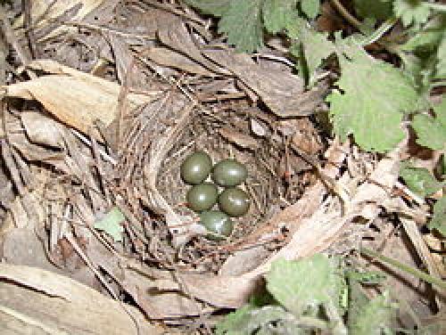 Когда улетают соловьи на юг. Куда улетают осенью птицы 02