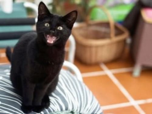 Все о кошках черных. Черные кошки: темная история с генетикой, особенности характера и прочая мистика 10
