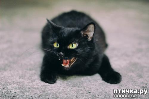 Все о кошках черных. Черные кошки: темная история с генетикой, особенности характера и прочая мистика