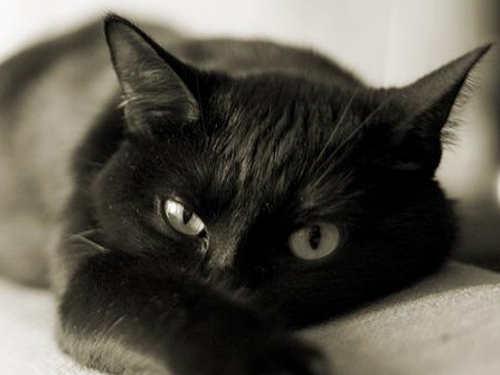Черный кот в доме магия. 10 магических тайн, которые хранит ваша кошка
