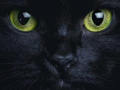 Все о кошках черных. Черные кошки: темная история с генетикой, особенности характера и прочая мистика 11