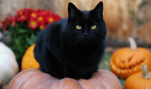 Все о кошках черных. Черные кошки: темная история с генетикой, особенности характера и прочая мистика 08
