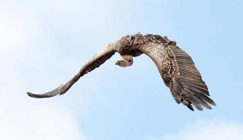 Какие птицы считаются самыми высоко летающими горный гусь или орлан. 