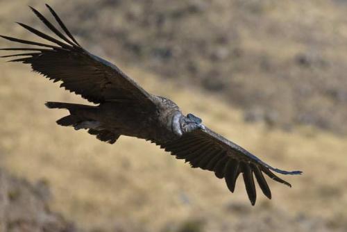 Какие птицы считаются самыми высоко летающими горный гусь или орлан. 