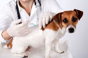 dog-vaccination-terrier-110687510-01-300x200