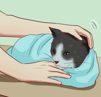 How to Give a Cat a Pill