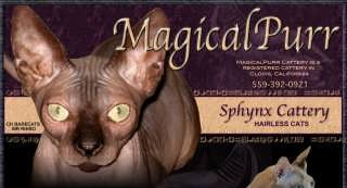 MagicalPurr