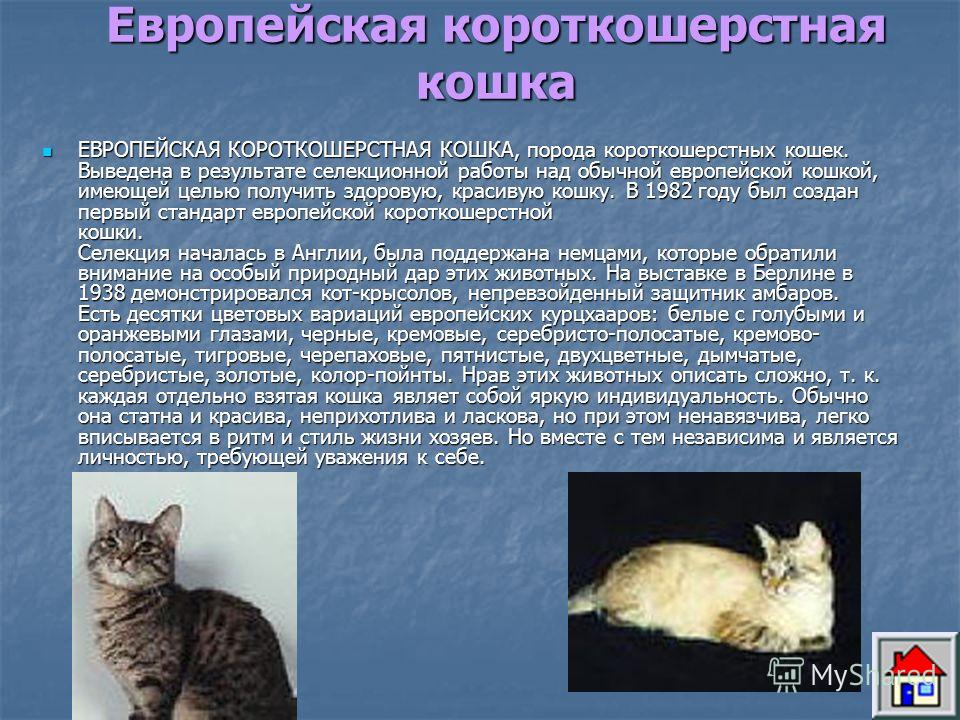 Описание характера кошки. Европейская короткошерстная кошка описание. Восточно европейская кошка характеристика породы. Описание домашней кошки. Европейская короткошерстная кошка кремовая.