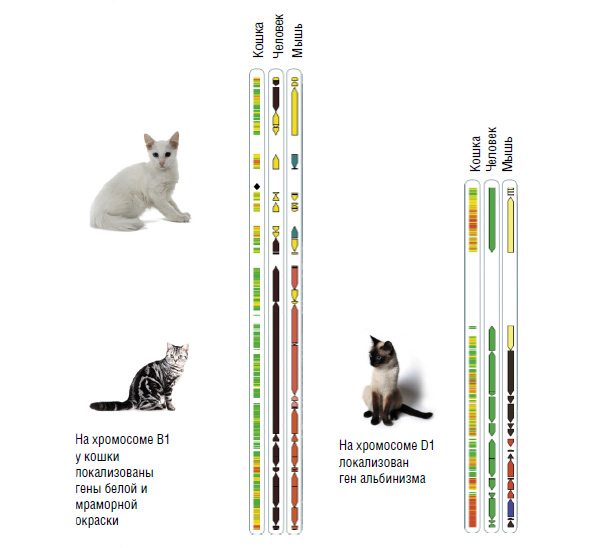 Ген короткой шерсти а у кошек. Гены у кошек. Хромосомы кошки. Генетика кошек. Геном кошки.