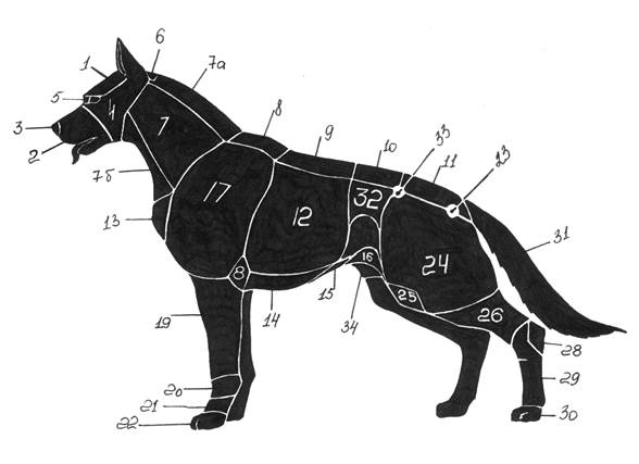 Части собаки