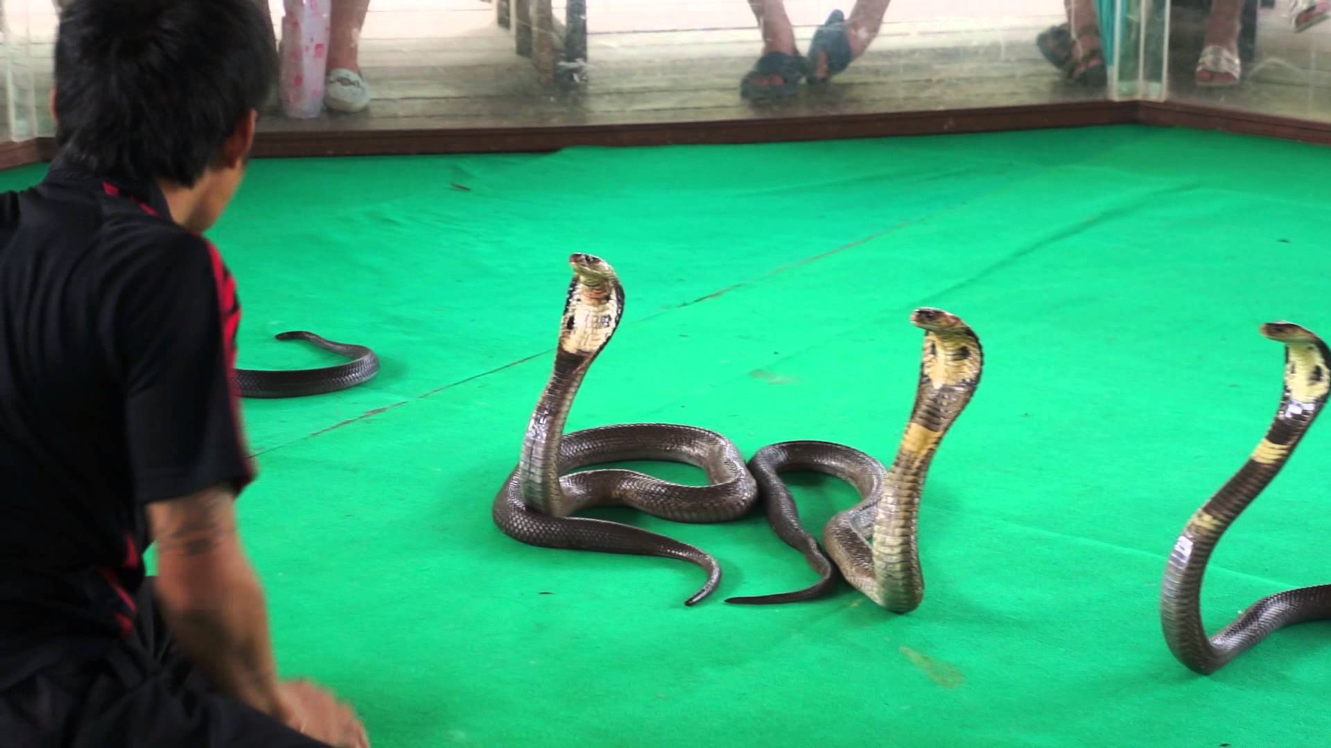 Тайланд все о змеях