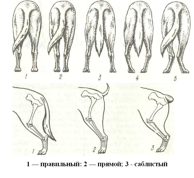 У собаки задние. Постав задних конечностей у собак вид сбоку. Постав передних конечностей собаки. Постав задних конечностей у лабрадора. Постав задних лап у немецкой овчарки.