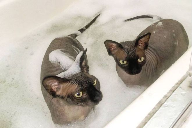 кошки в ванне