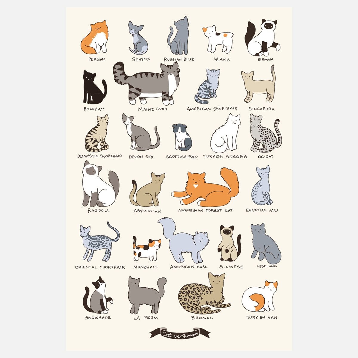 Найти породу кошки. Определитель породы кошек. Породы кошек плакат. Породы кошек рисунки и названия. Определи породу кота.