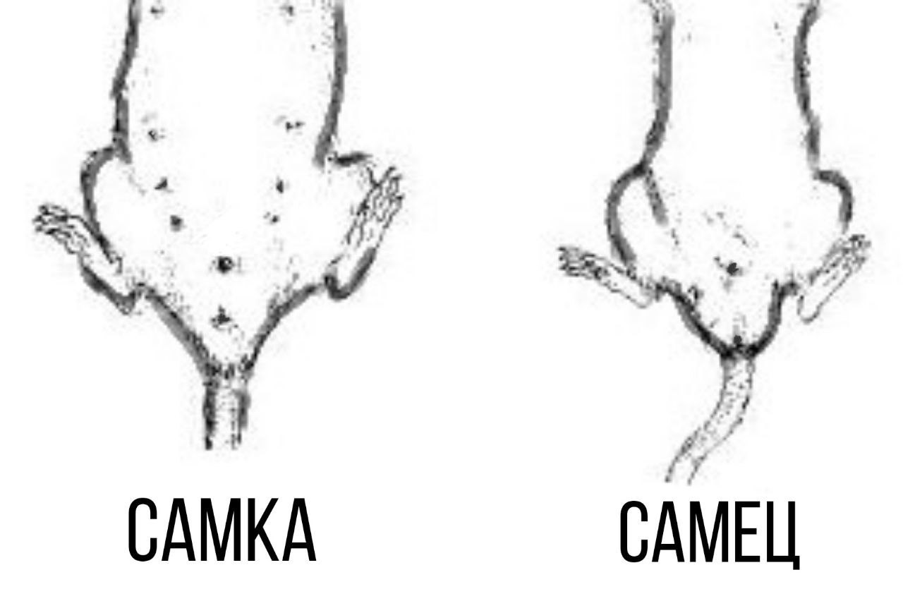 Самка и самец отличия. Как отличить крысу мальчика от девочки. Как отличить пол у маленьких крыс. Как отличить крысу самку от самца. Как различить пол крысят.