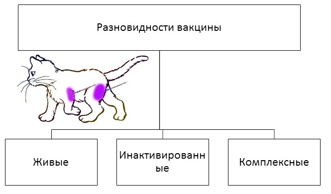 Когда делать первую прививку котенку. Вакцинация котят схема. Вакцинирование кошек схема. Прививка котятам схема. Обязательные вакцины для кошек.