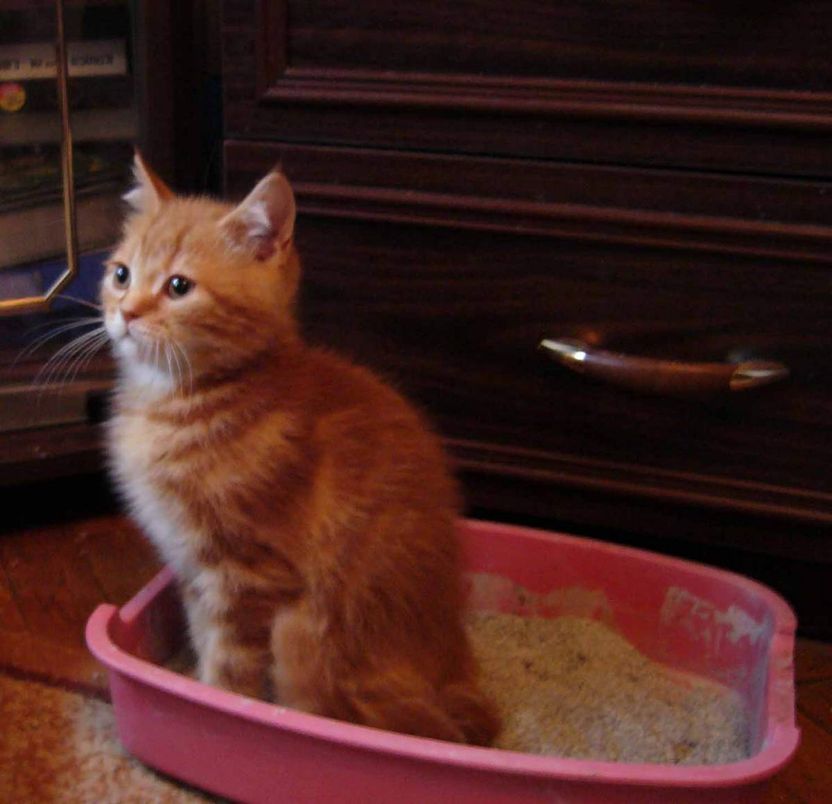 Как котенка приучить к лотку 1.5 месяца. Рыжий кот в лотке. Приучить котенка к лотку. Маленькие рыжие котята которые приучены к лотку. Туалет для кошек с рыжим котенком.