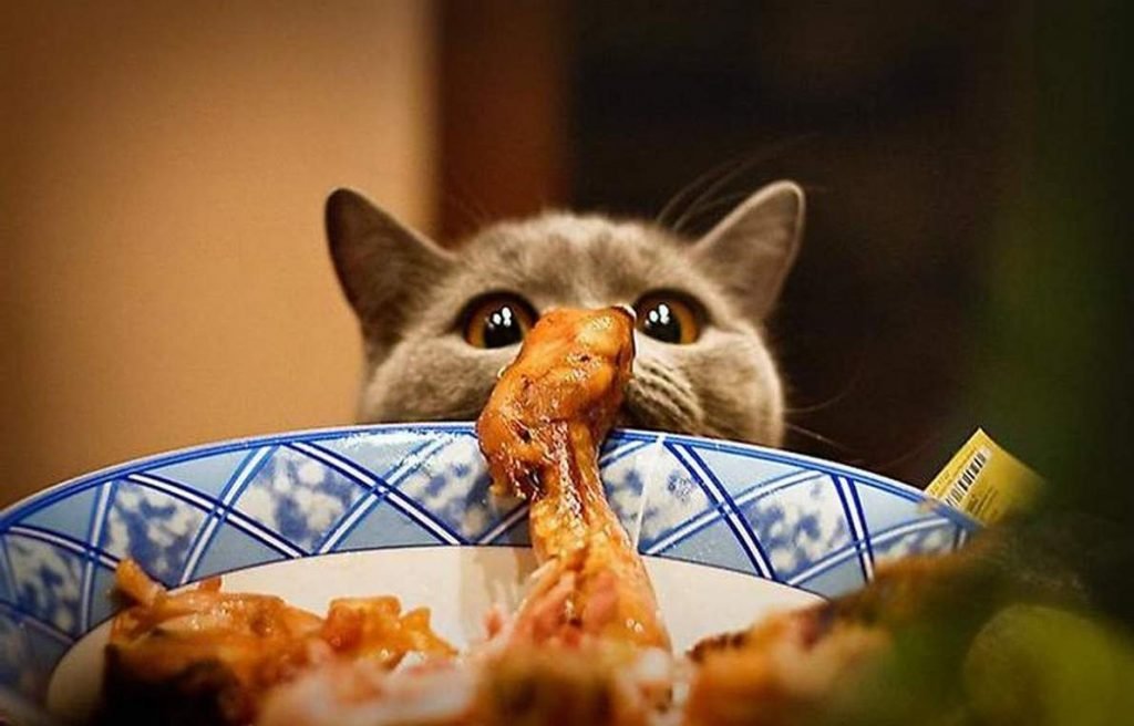 Почему кошки теряют аппетит?
