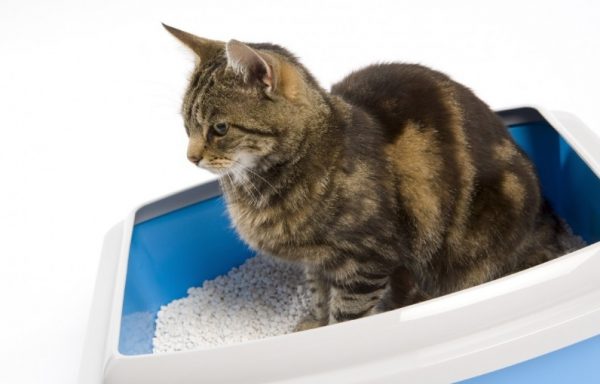 На начальном этапе возникновения запора у кошек хозяева питомцев не всегда замечают этот факт