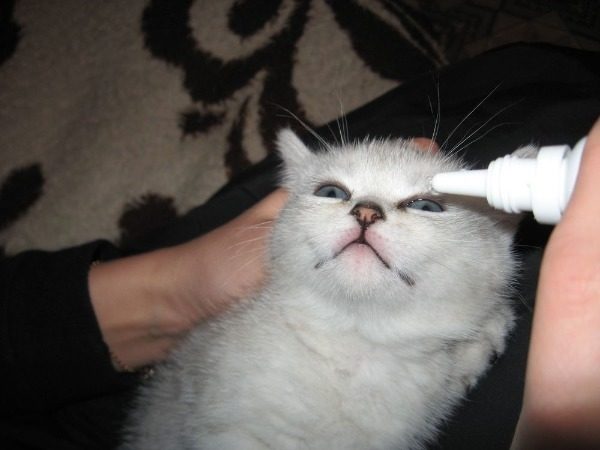 У кошки слезится один глаз: что делать