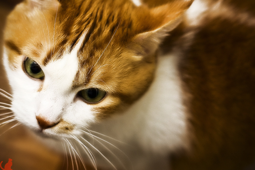 Почему у кошки коричневые выделения из глаз