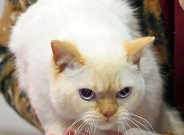 Британский рыжий кот колор-пойнт