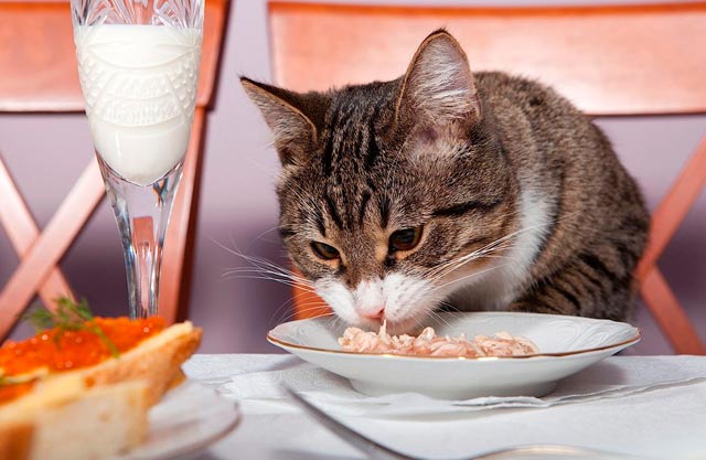 Чем кормить котенка советы