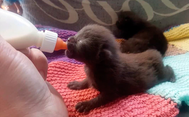 Чем кормить новорожденных котят