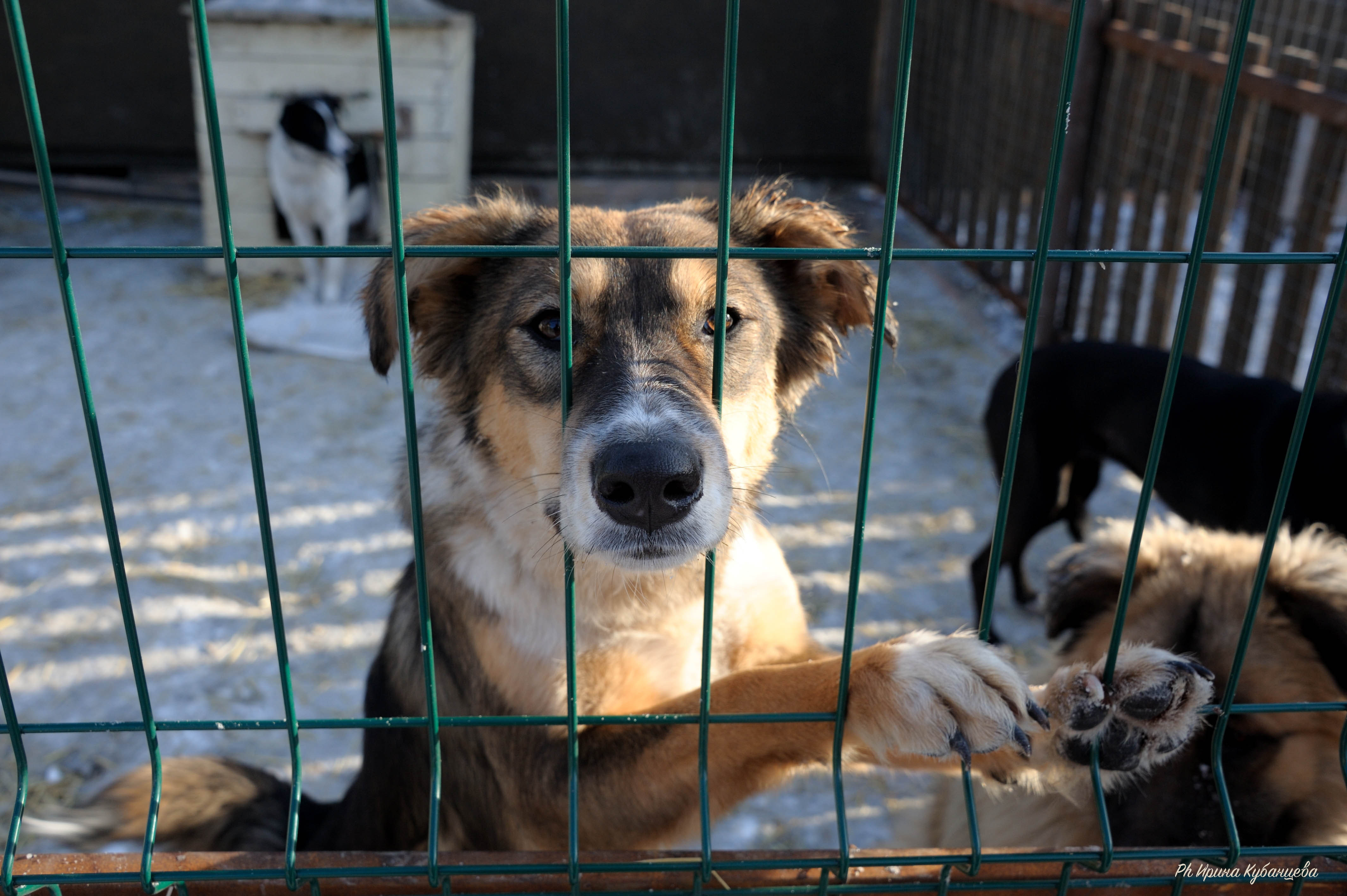 Приют челябинск. Приют Бим в Челябинске. Бим приют для бездомных животных Челябинск. Приют Бим в Сочи. Приют для собак Бим в Челябинске.