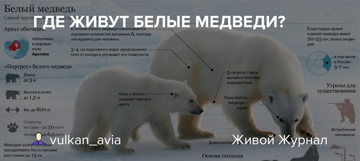 На территории какого государства обитает белый медведь. Ареал обитания белых медведей в России. Ареал обитания полярного медведя. Ареал обитания белых медведей на карте России. Ареал белого медведя в России.