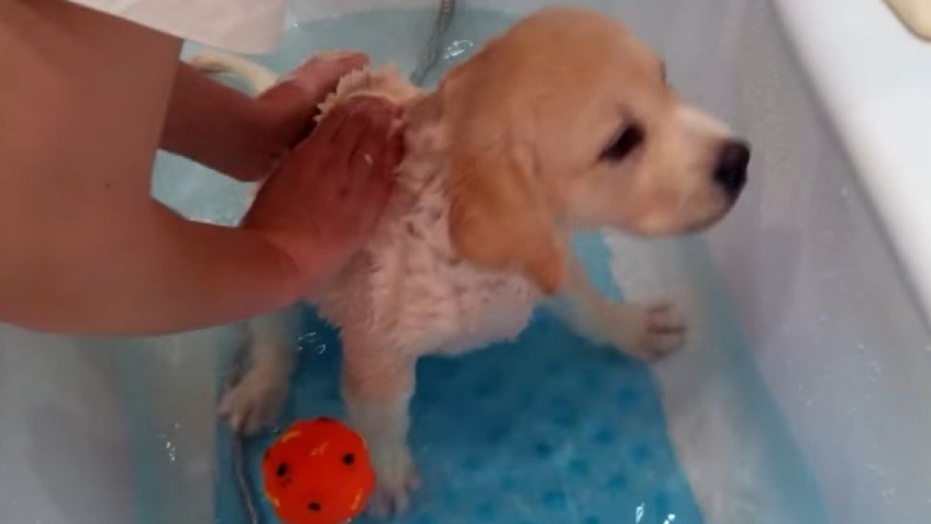 Когда можно купать собаку после. Лабрадор в ванне. Купание лабрадора в ванной. Лабрадор щенок купание. Купаем собачку в ванной.