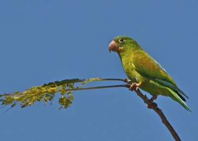 orange fronted parakeets 