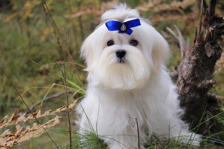 Мальтийская болонка - Самые красивые породы собак