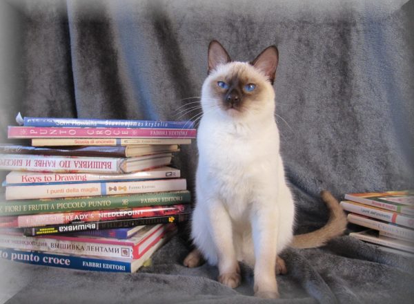 Тайский кот и книги
