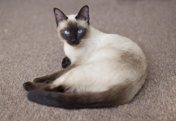 Тайская кошка на ковре