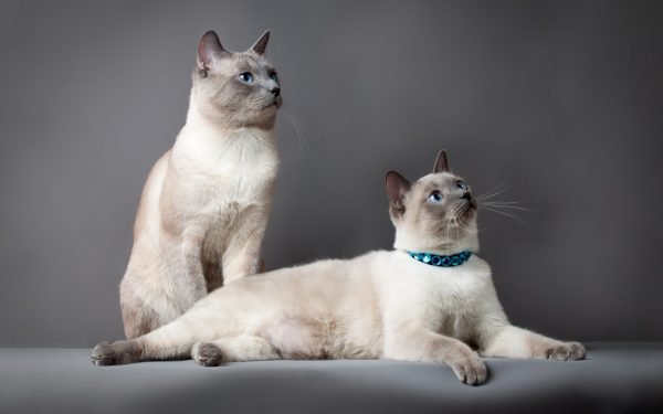 Тайские кот и кошка