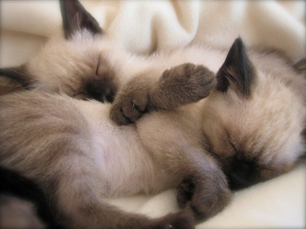 Тайские котята во сне