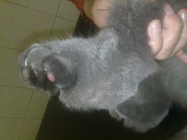 Остеохондродисплазия — наследственное заболевание