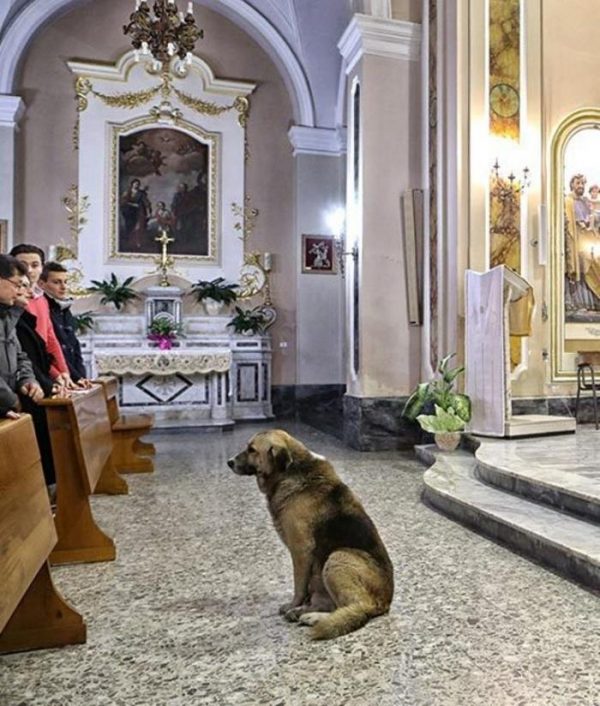 Собака в церкви