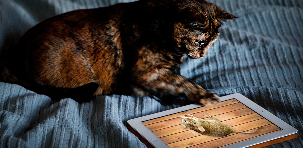Игрушка для кошки на экране телефона. Мышки для котов на экране. Игры для кошек на мониторе. Игры для котов на экране телефона. Игрушка для кошки на экране.