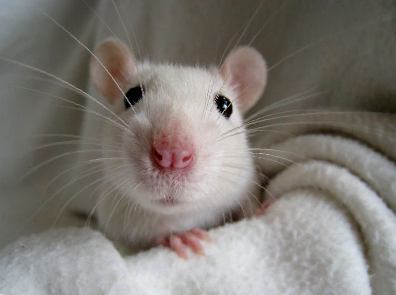 Лечение абсцесса у домашних крыс
